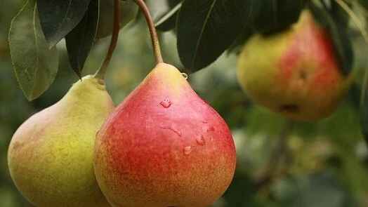 Ripe pears on tree