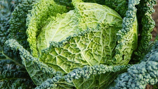 Čerstvá surová kapusta pro dušenou kapustu recept.