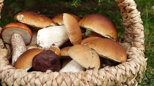 Koš s čerstvými houbami pro vaření bramboračku.