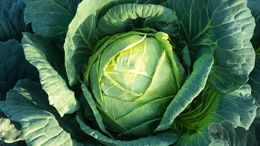 Whole cabbage head