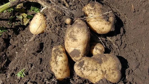 Čerstvé brambory vytažené z hlíny s kořeny.