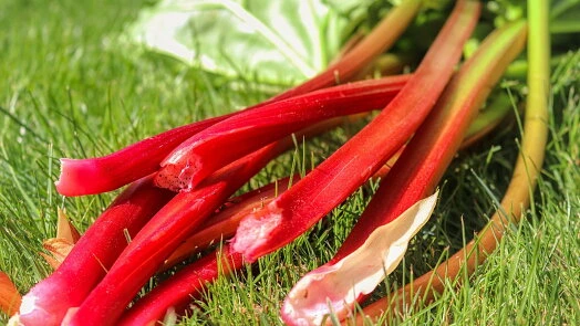 Rhubarb stalks on grass