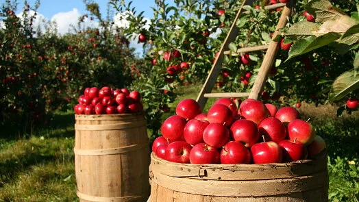 Red apples in baskets