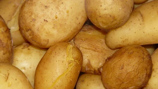 Čerstvé žluté brambory pro domácí gnocchi recepty.